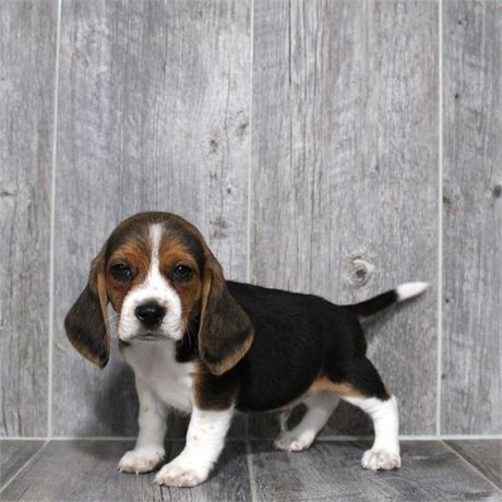 2634-04 Beagle