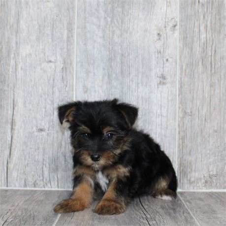 2638-06 Yorkshire Terrier