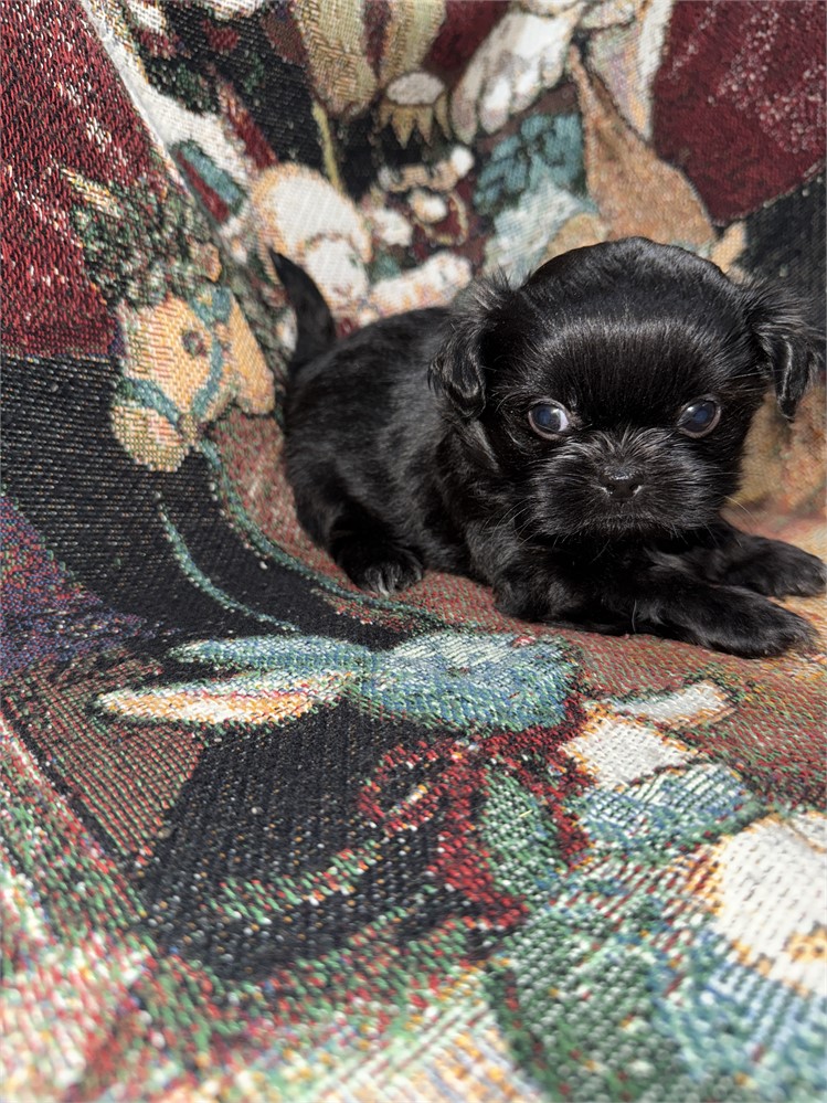 Longhair Chihuahua/Shih Tzu