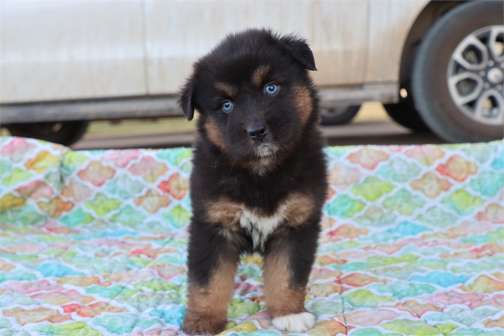 USDA CLEAN * ASDR Reg Mini Aussie