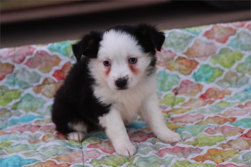 USDA CLEAN * ASDR Reg Mini Aussie