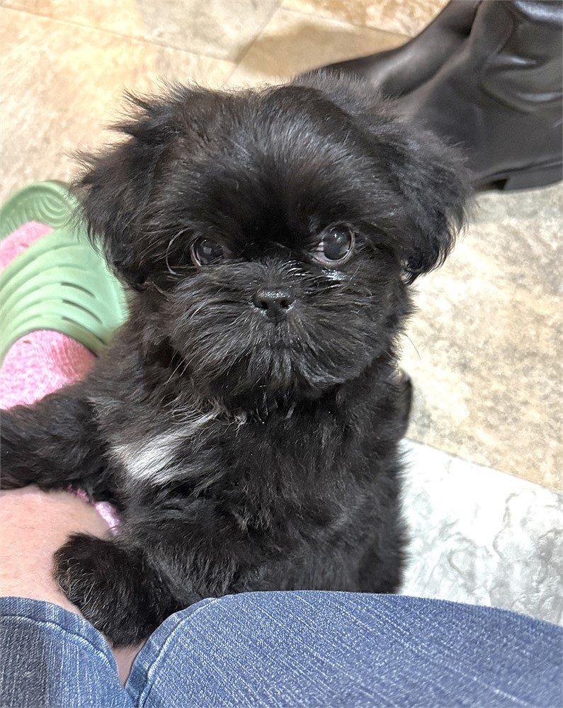 Longhair Chihuahua/Shih Tzu