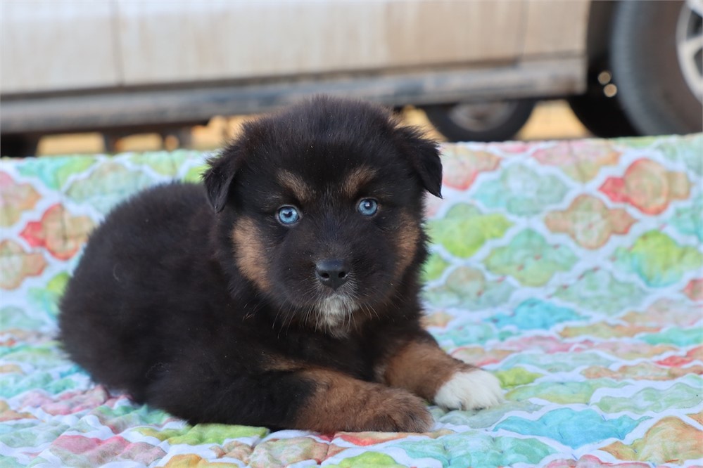USDA CLEAN * ASDR Reg Mini Aussie