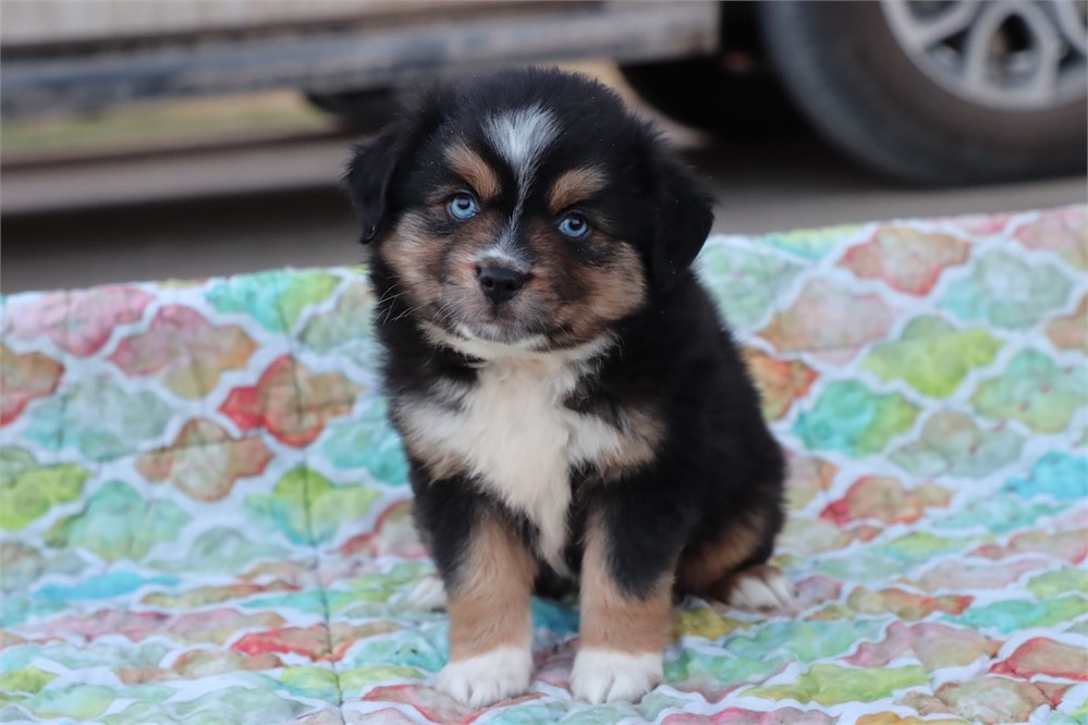 USDA CLEAN * ASDR Reg Mini Aussie