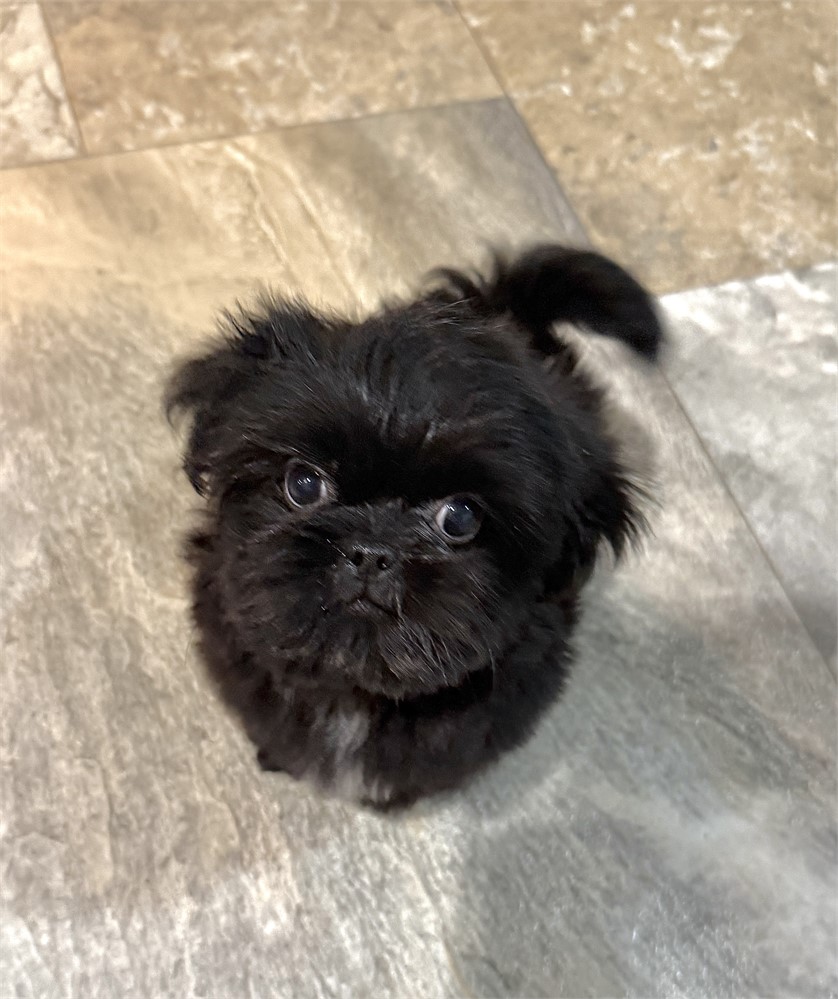 Longhair Chihuahua/Shih Tzu