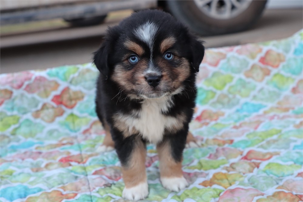 USDA CLEAN * ASDR Reg Mini Aussie