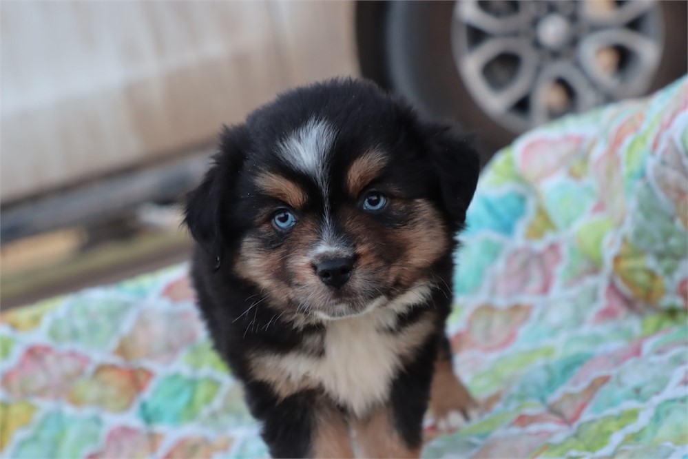 USDA CLEAN * ASDR Reg Mini Aussie