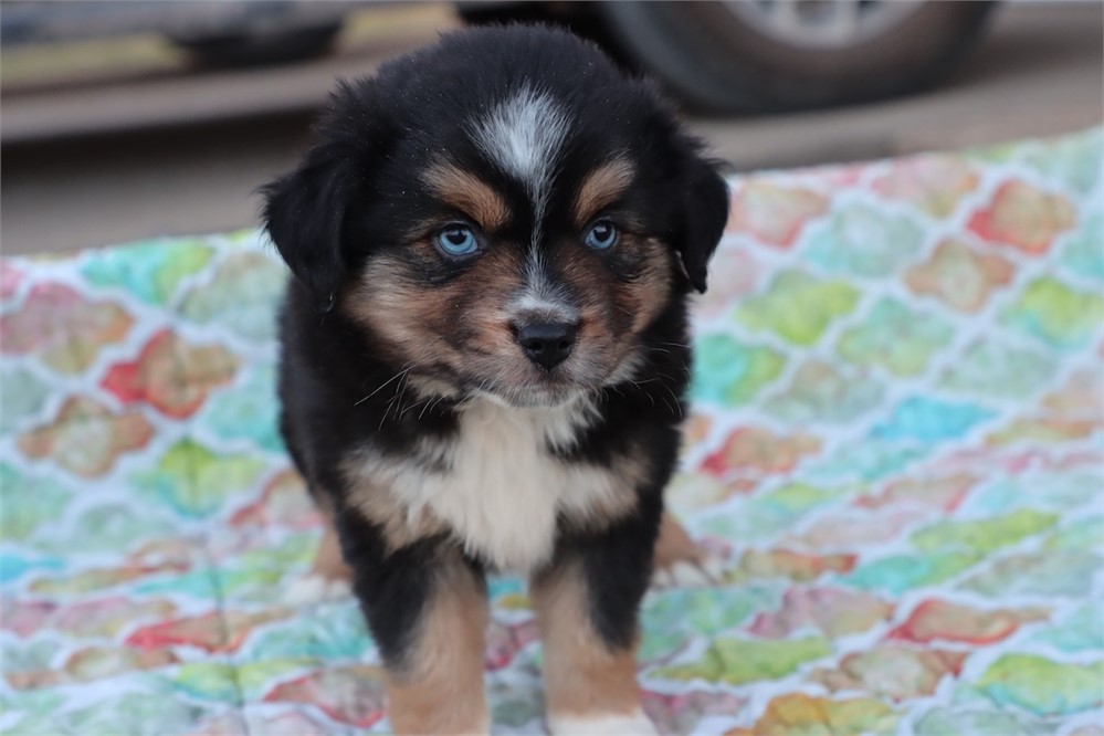 USDA CLEAN * ASDR Reg Mini Aussie