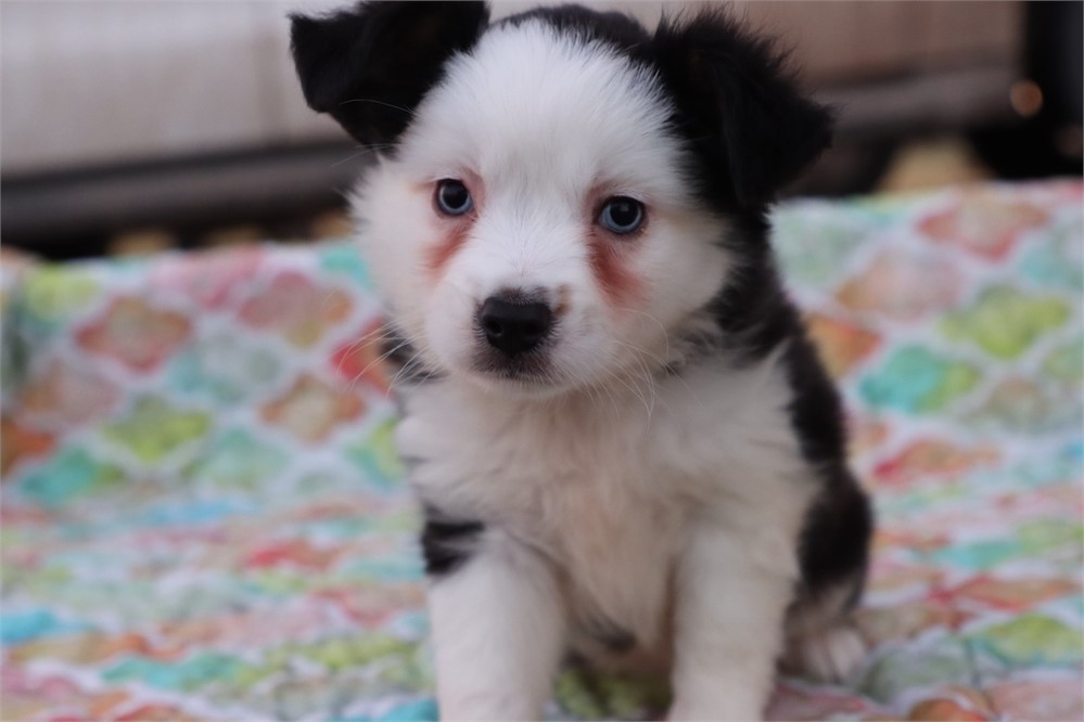 USDA CLEAN * ASDR Reg Mini Aussie