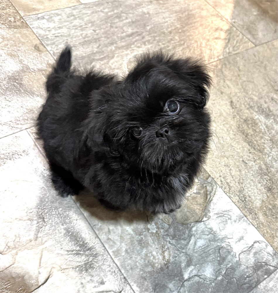 Longhair Chihuahua/Shih Tzu