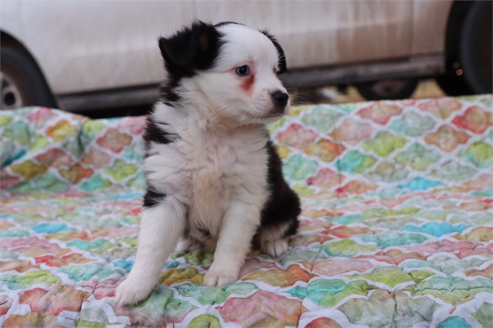 USDA CLEAN * ASDR Reg Mini Aussie