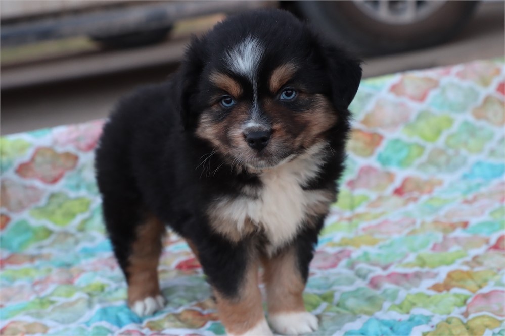 USDA CLEAN * ASDR Reg Mini Aussie