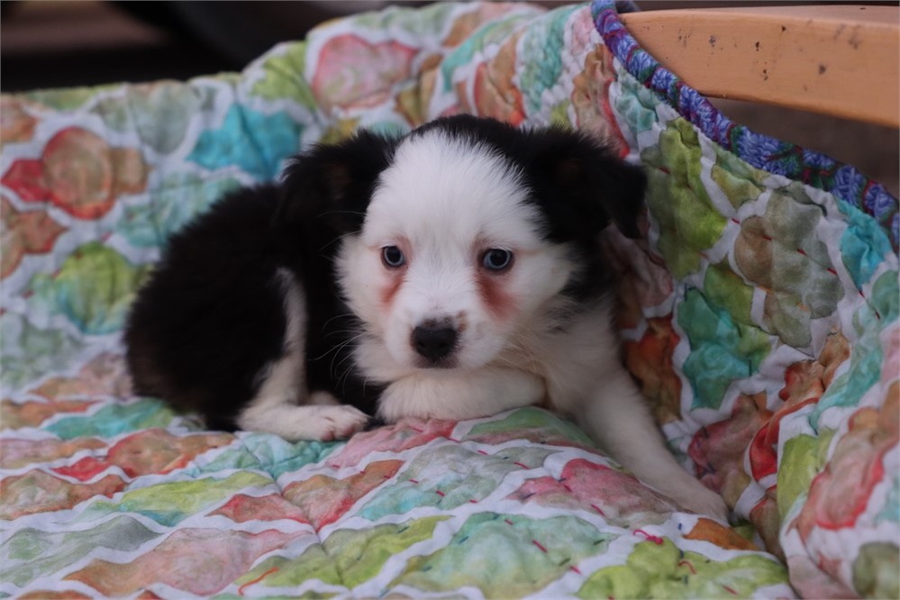 USDA CLEAN * ASDR Reg Mini Aussie