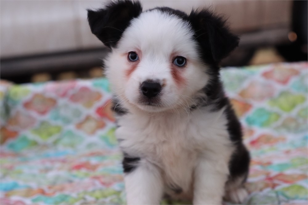 USDA CLEAN * ASDR Reg Mini Aussie