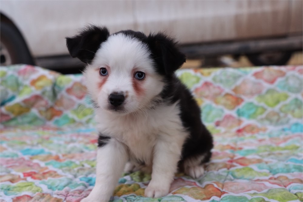USDA CLEAN * ASDR Reg Mini Aussie