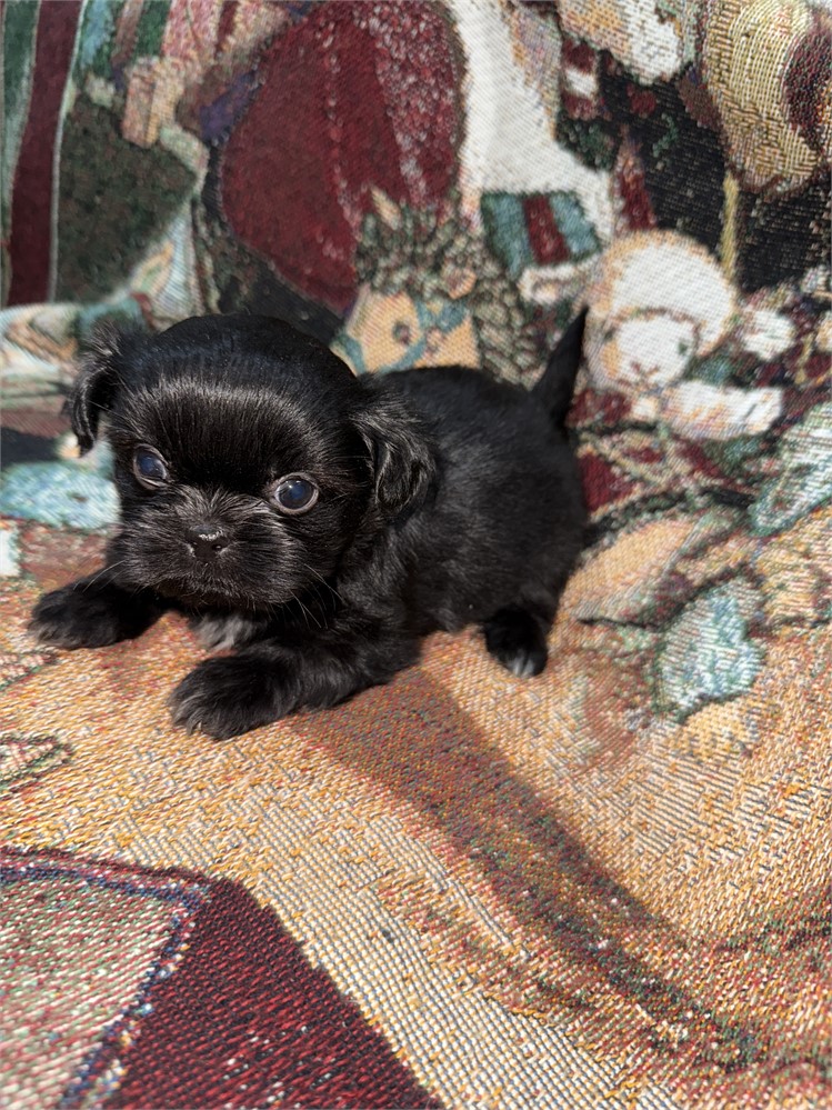 Longhair Chihuahua/Shih Tzu
