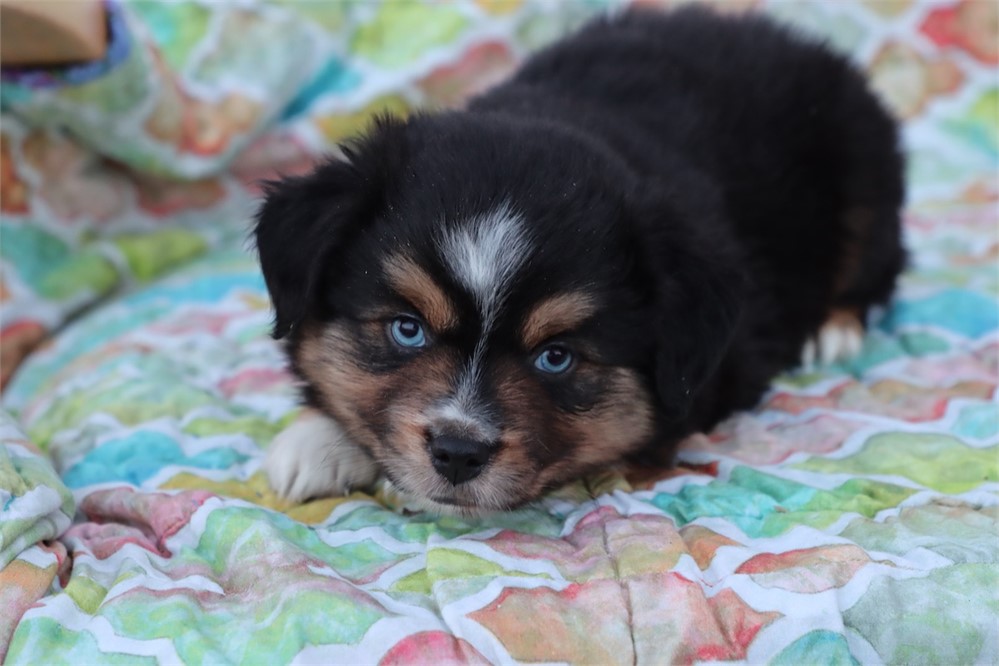 USDA CLEAN * ASDR Reg Mini Aussie