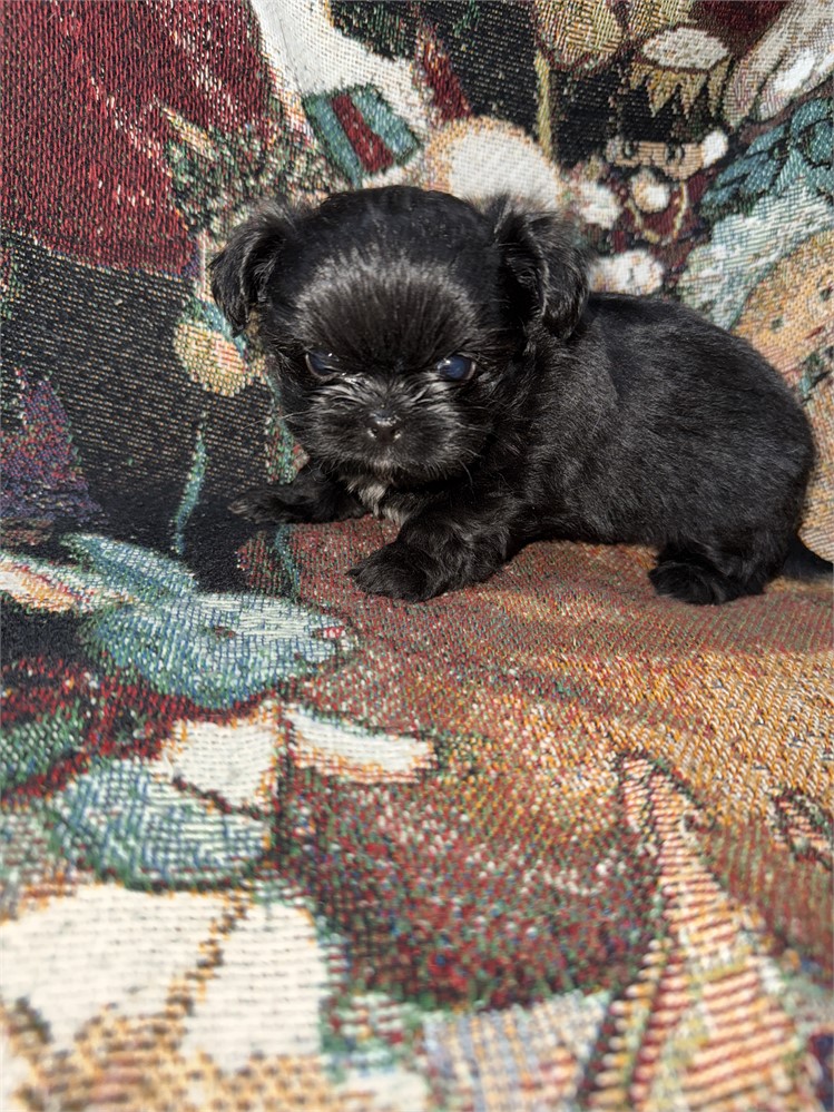 Longhair Chihuahua/Shih Tzu