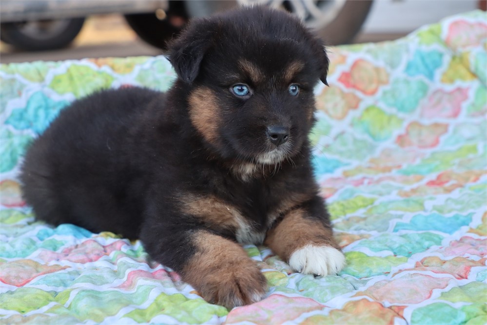 USDA CLEAN * ASDR Reg Mini Aussie