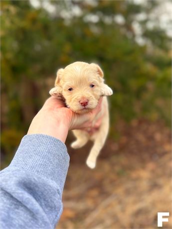 YorkiePoo male apricot 3134