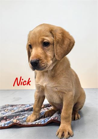 AKC Yellow Lab Nick