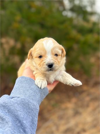 YorkiePoo male apricot 3134