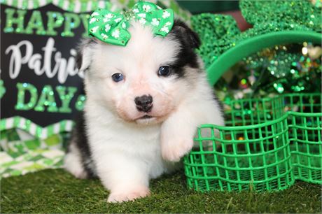 BLACK/WHITE FEMALE CORGI 008