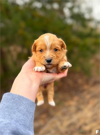 YorkiePoo male apricot 3134