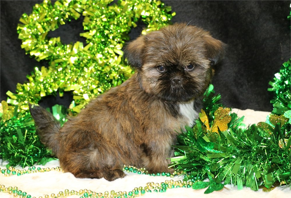 Hazel--Female Brindle Shih Tzu UABR