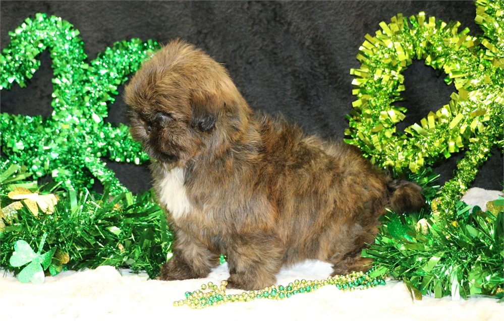 Paige--Female Brindle Shih Tzu UABR