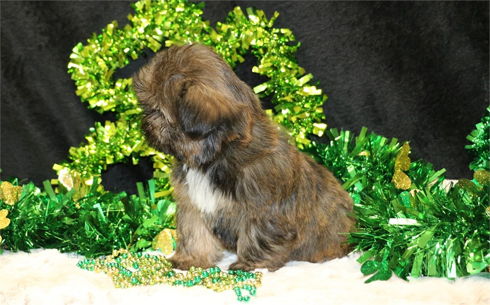 Hazel--Female Brindle Shih Tzu UABR