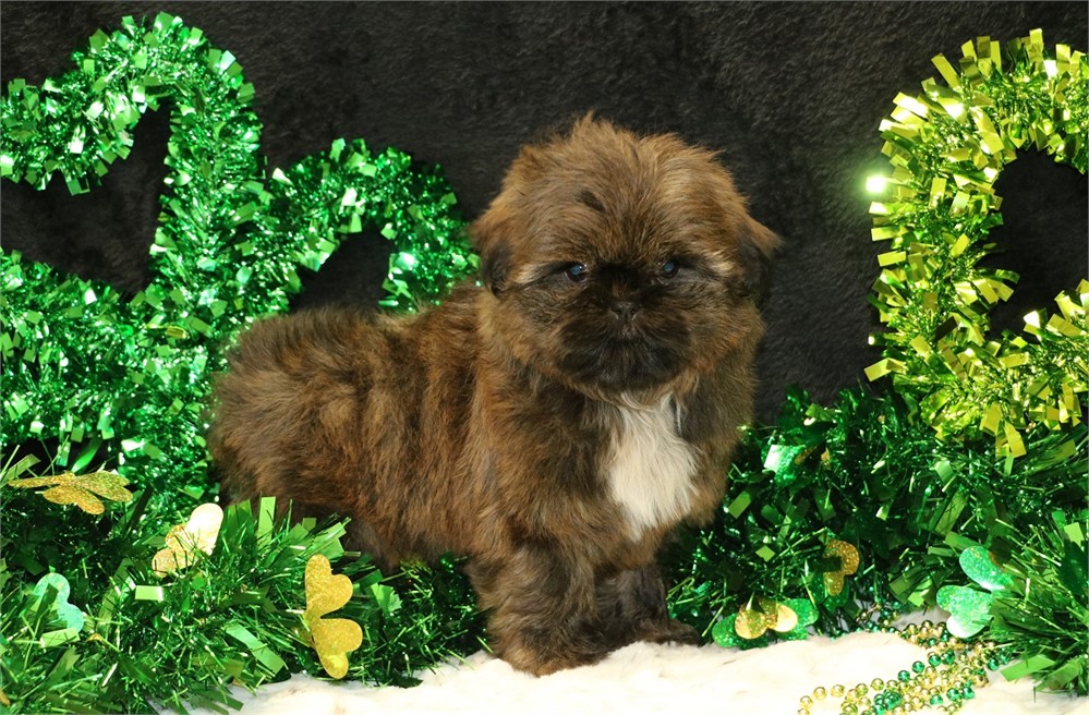 Paige--Female Brindle Shih Tzu UABR