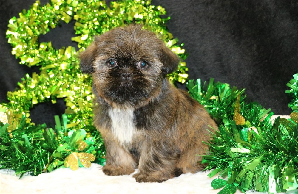 Hazel--Female Brindle Shih Tzu UABR