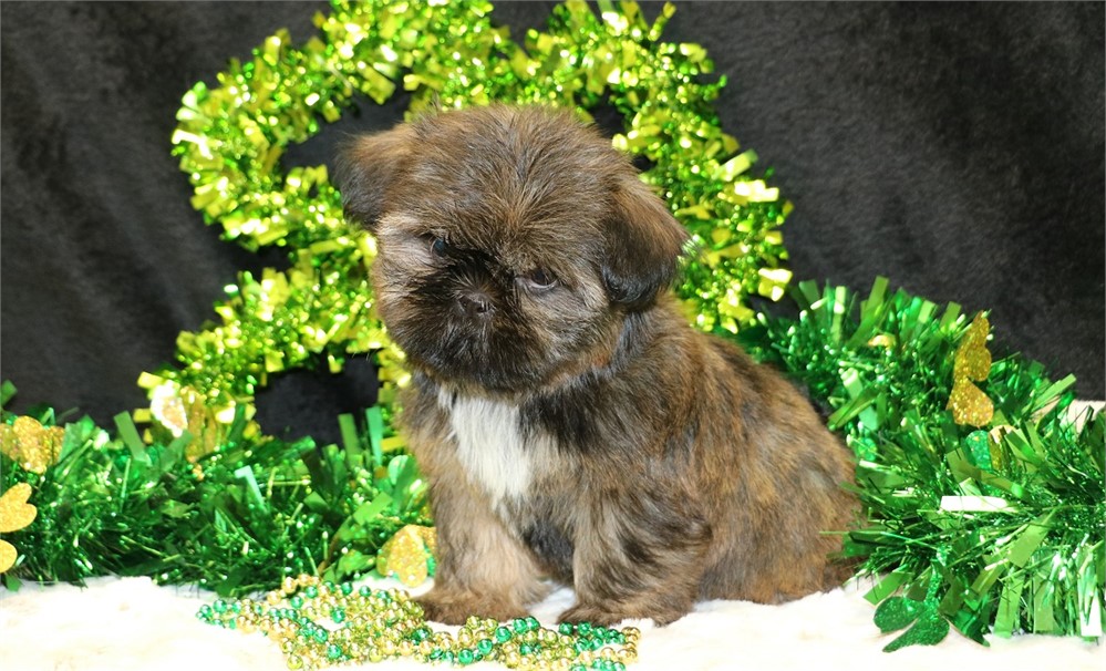 Hazel--Female Brindle Shih Tzu UABR