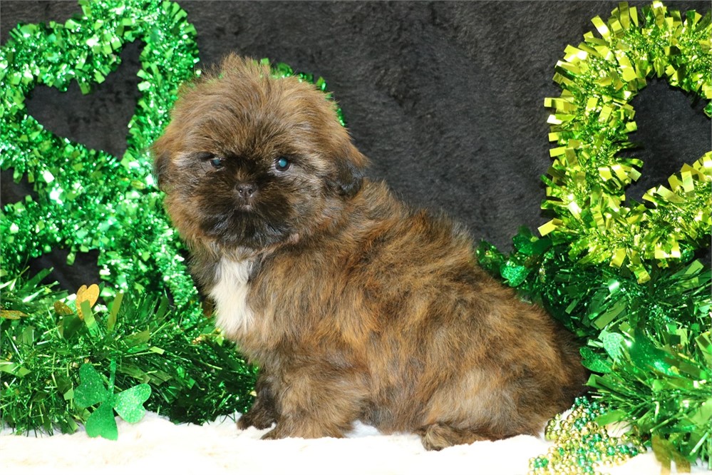 Paige--Female Brindle Shih Tzu UABR