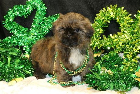 Paige--Female Brindle Shih Tzu UABR