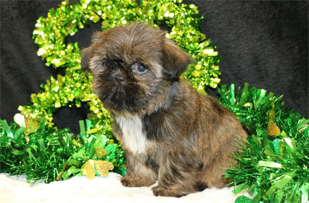 Hazel--Female Brindle Shih Tzu UABR