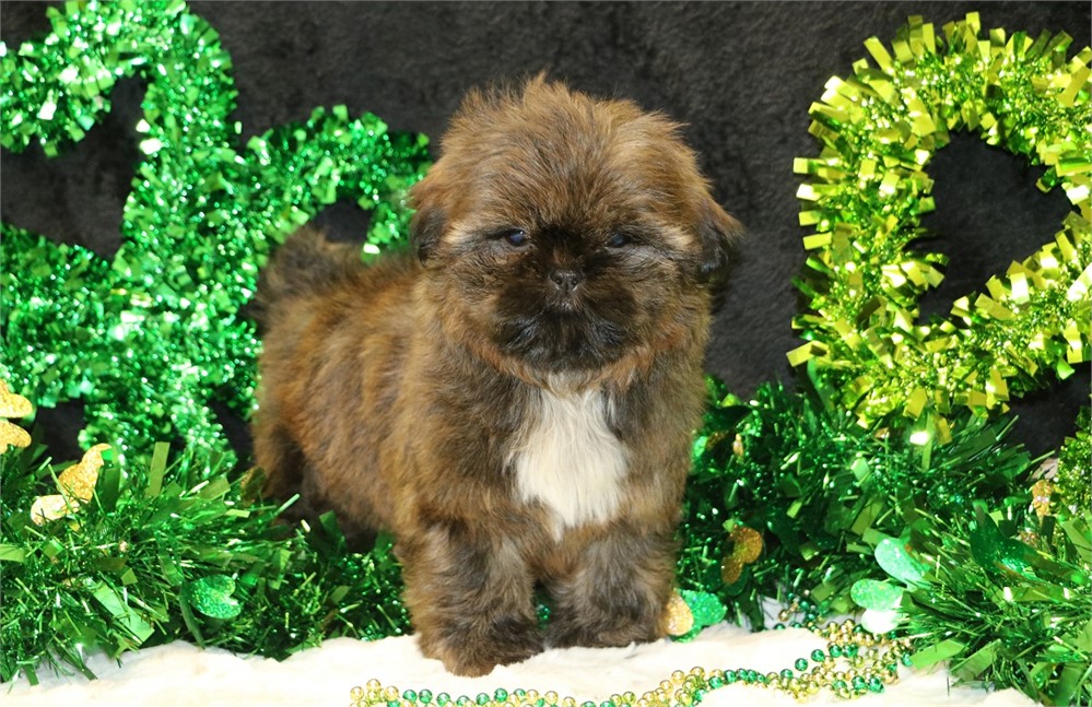 Paige--Female Brindle Shih Tzu UABR