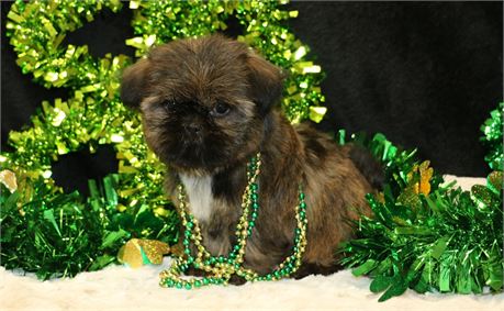 Hazel--Female Brindle Shih Tzu UABR