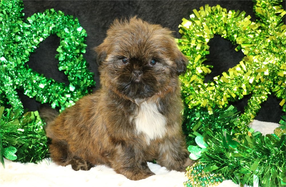 Paige--Female Brindle Shih Tzu UABR