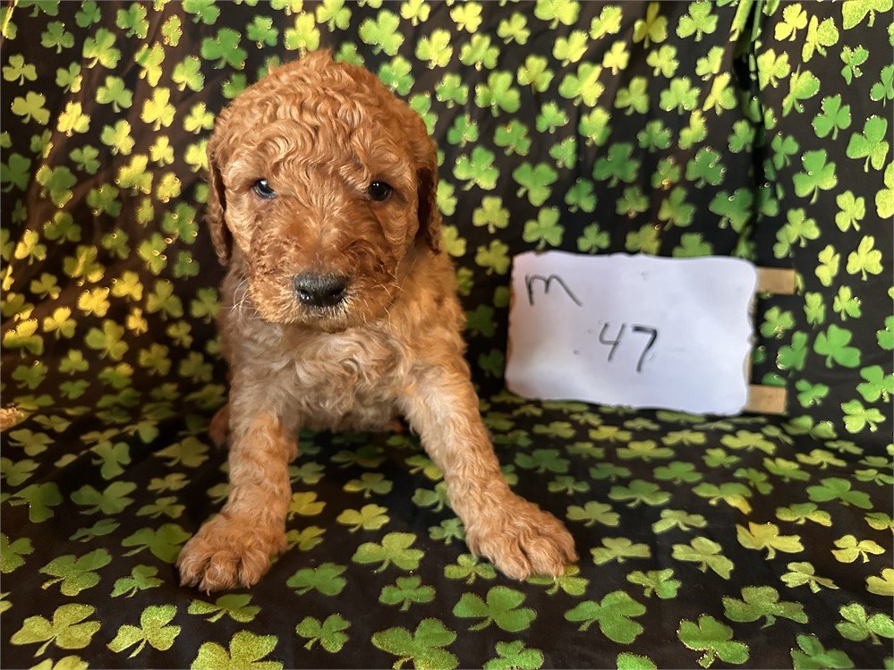 Standard goldendoodle