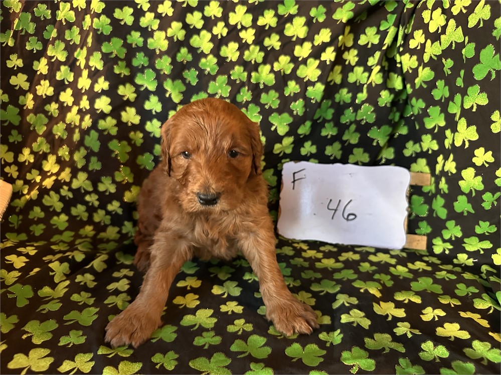 Standard goldendoodle