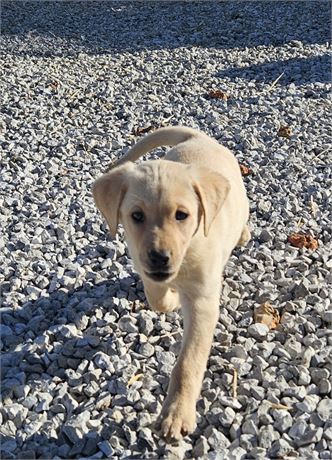 AKC Yellow Lab Dawn