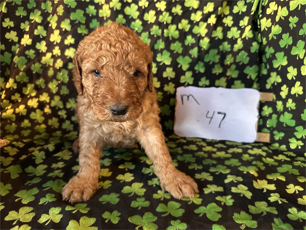 Standard goldendoodle