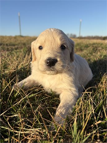 Goldendoodle Puppy