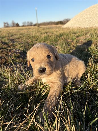 Goldendoodle Puppy
