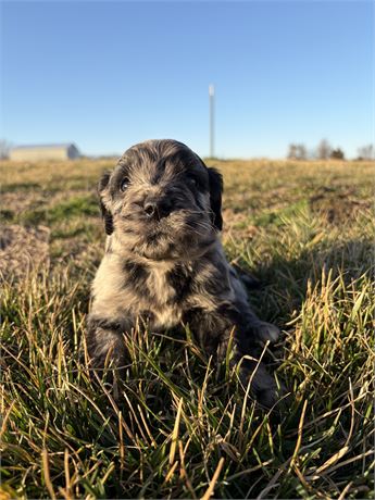 Goldendoodle Puppy