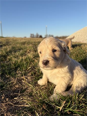 Goldendoodle Puppy