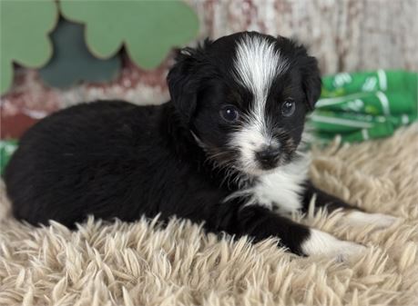 Toy Australian Shepherd- Tri Female