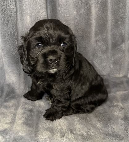 APRI Female Black w/white markings